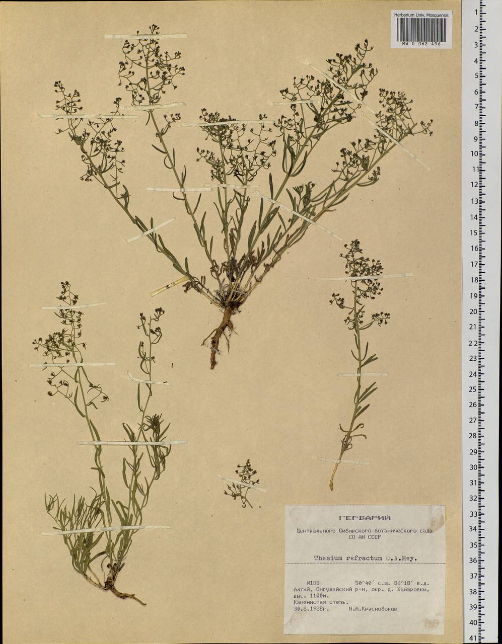 Thesium refractum C. A. Mey., Siberia, Altai & Sayany Mountains (S2) (Russia)