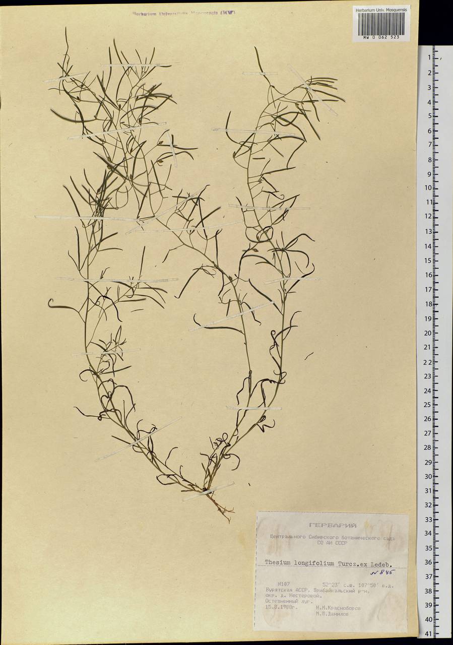 Thesium longifolium Turcz., Siberia, Baikal & Transbaikal region (S4) (Russia)