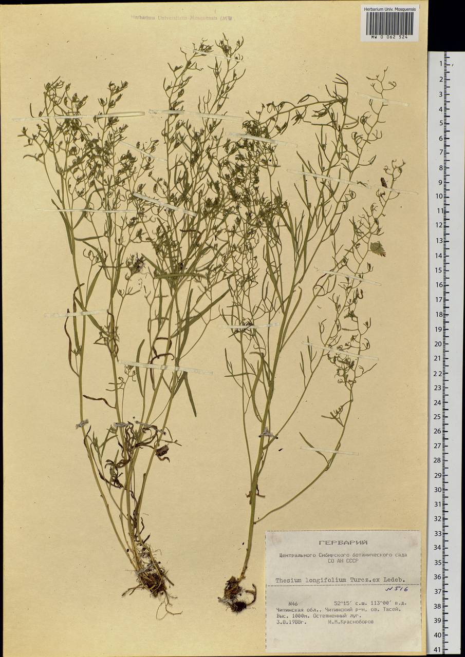 Thesium longifolium Turcz., Siberia, Baikal & Transbaikal region (S4) (Russia)