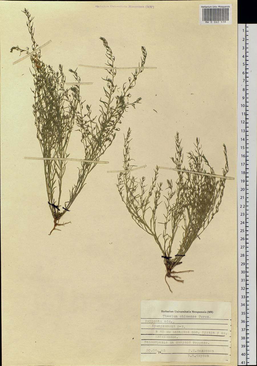 Thesium chinense Turcz., Siberia, Russian Far East (S6) (Russia)