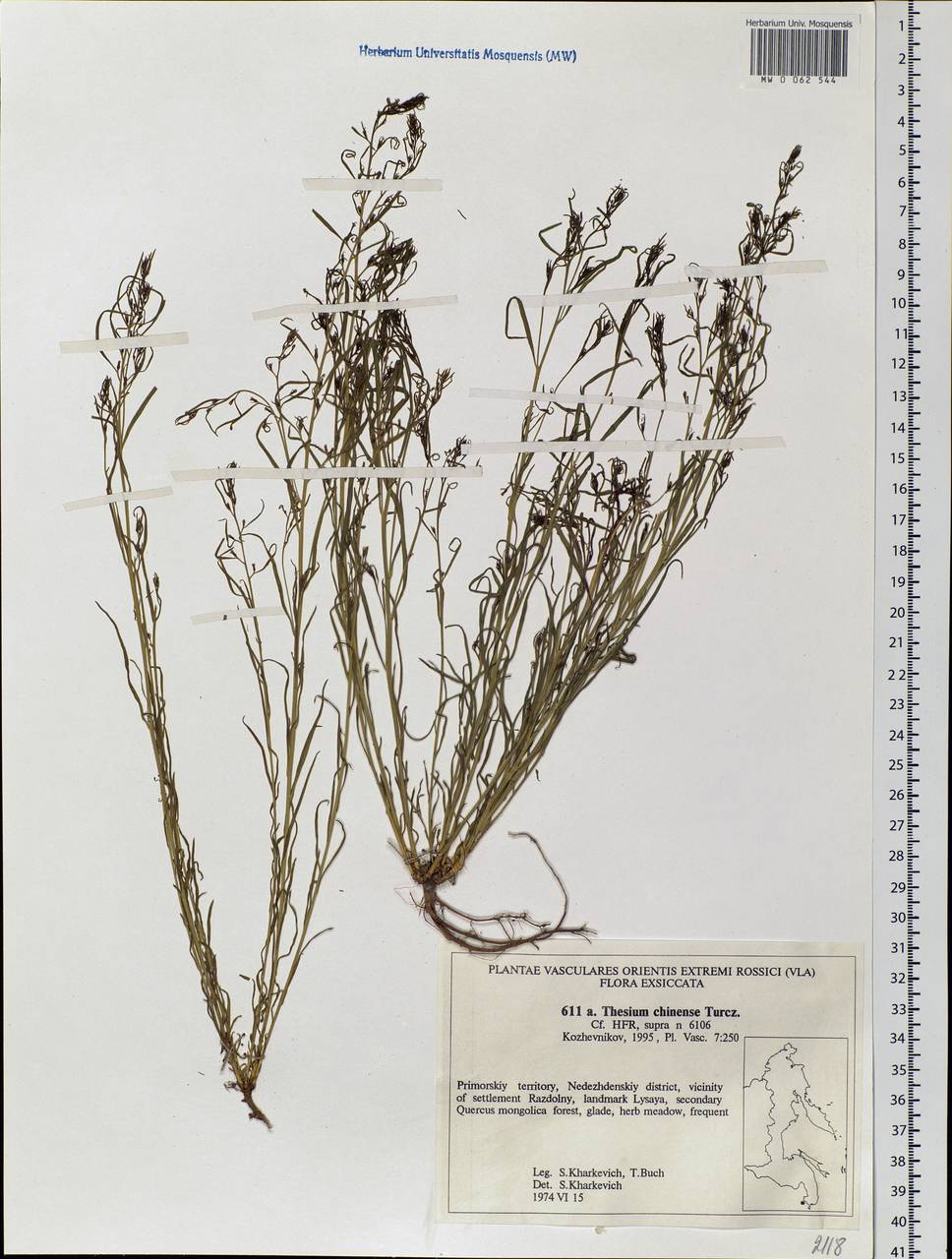 Thesium chinense Turcz., Siberia, Russian Far East (S6) (Russia)