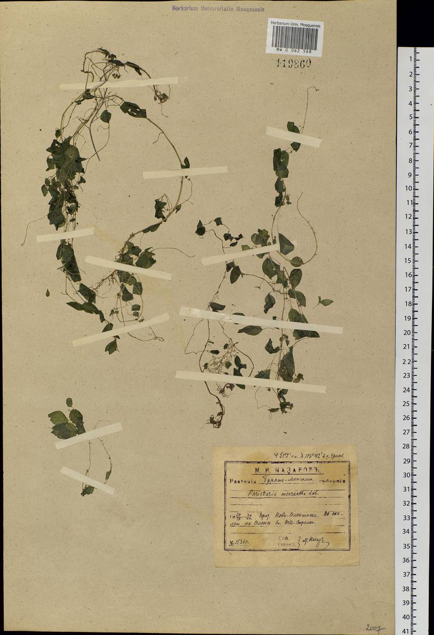 Parietaria micrantha Ledeb., Siberia, Baikal & Transbaikal region (S4) (Russia)