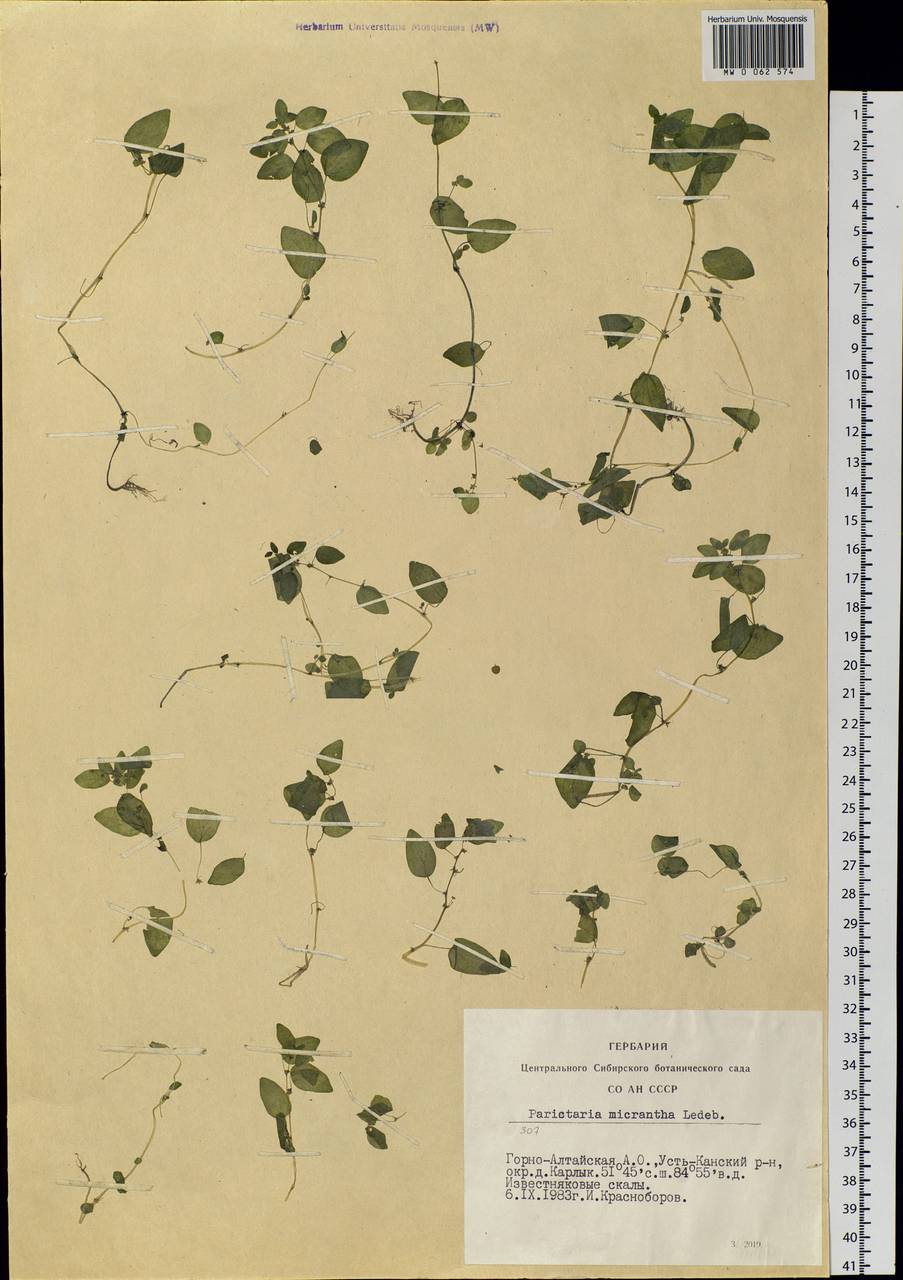 Parietaria micrantha Ledeb., Siberia, Altai & Sayany Mountains (S2) (Russia)