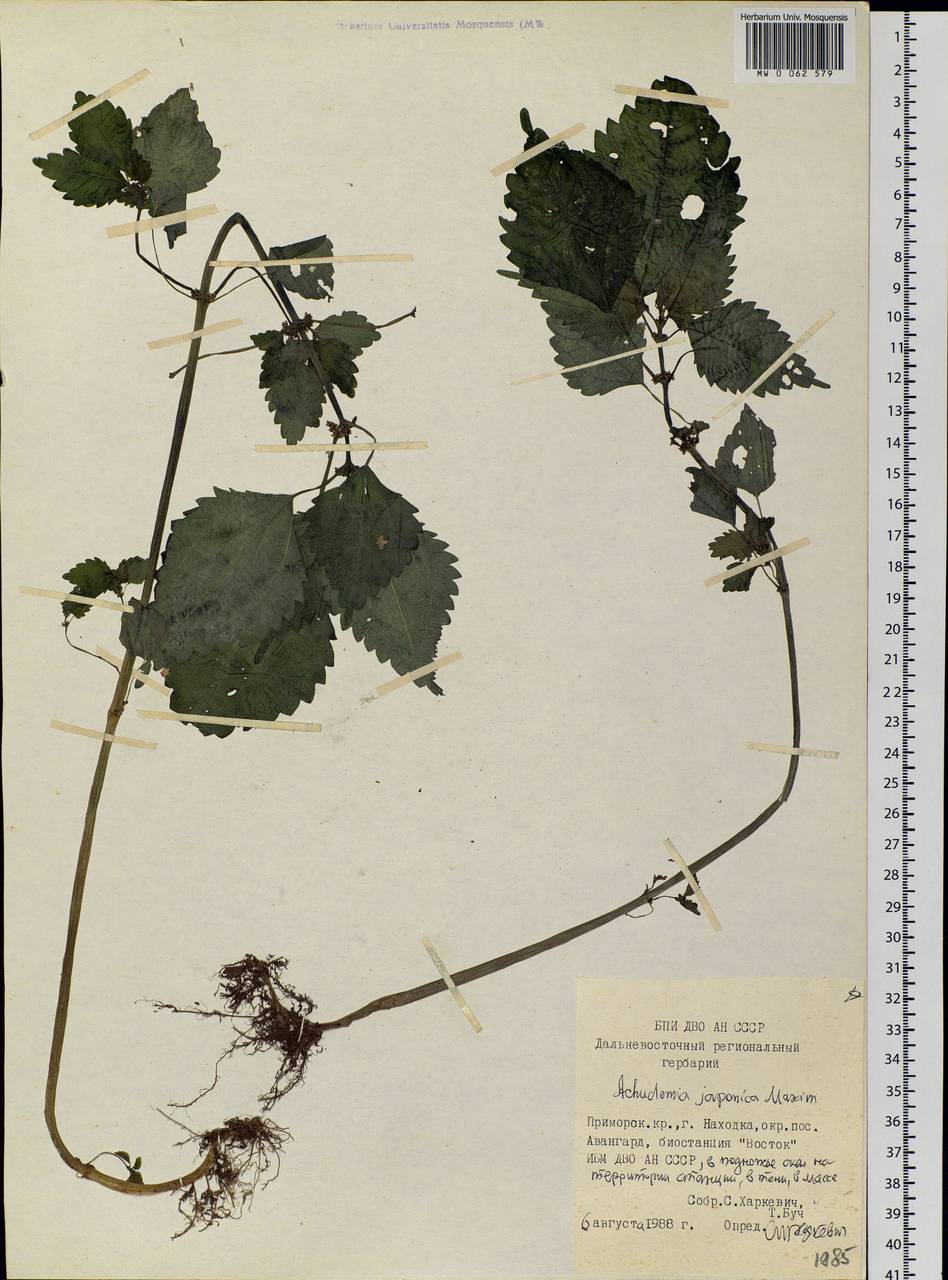 Achudemia japonica Maxim., Siberia, Russian Far East (S6) (Russia)