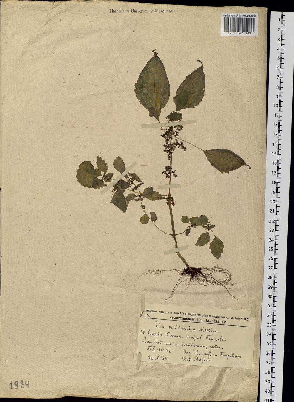 Pilea pumila (L.) A. Gray, Siberia, Russian Far East (S6) (Russia)