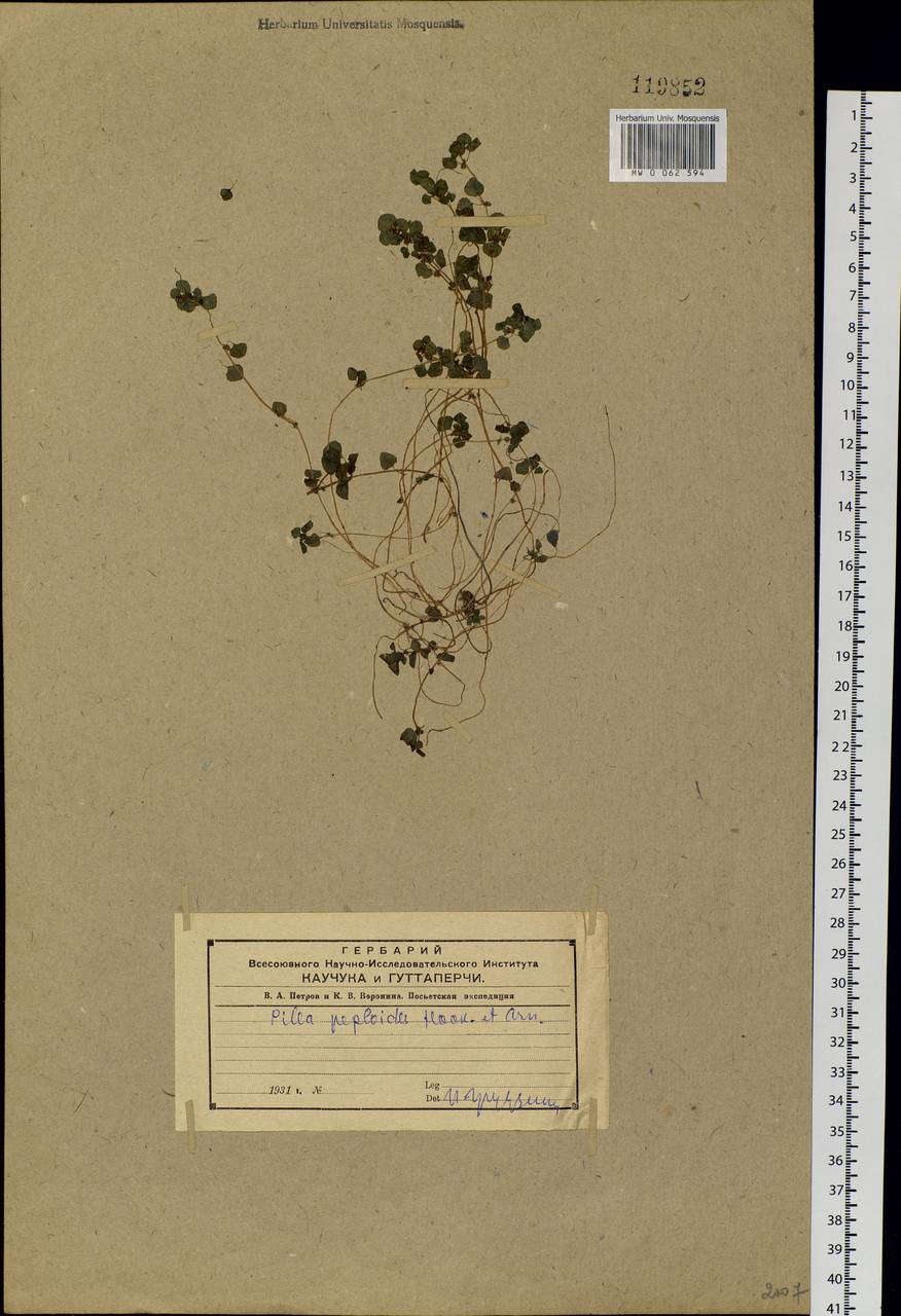 Pilea peploides (Gaudich.) Hook. & Arn., Siberia, Russian Far East (S6) (Russia)