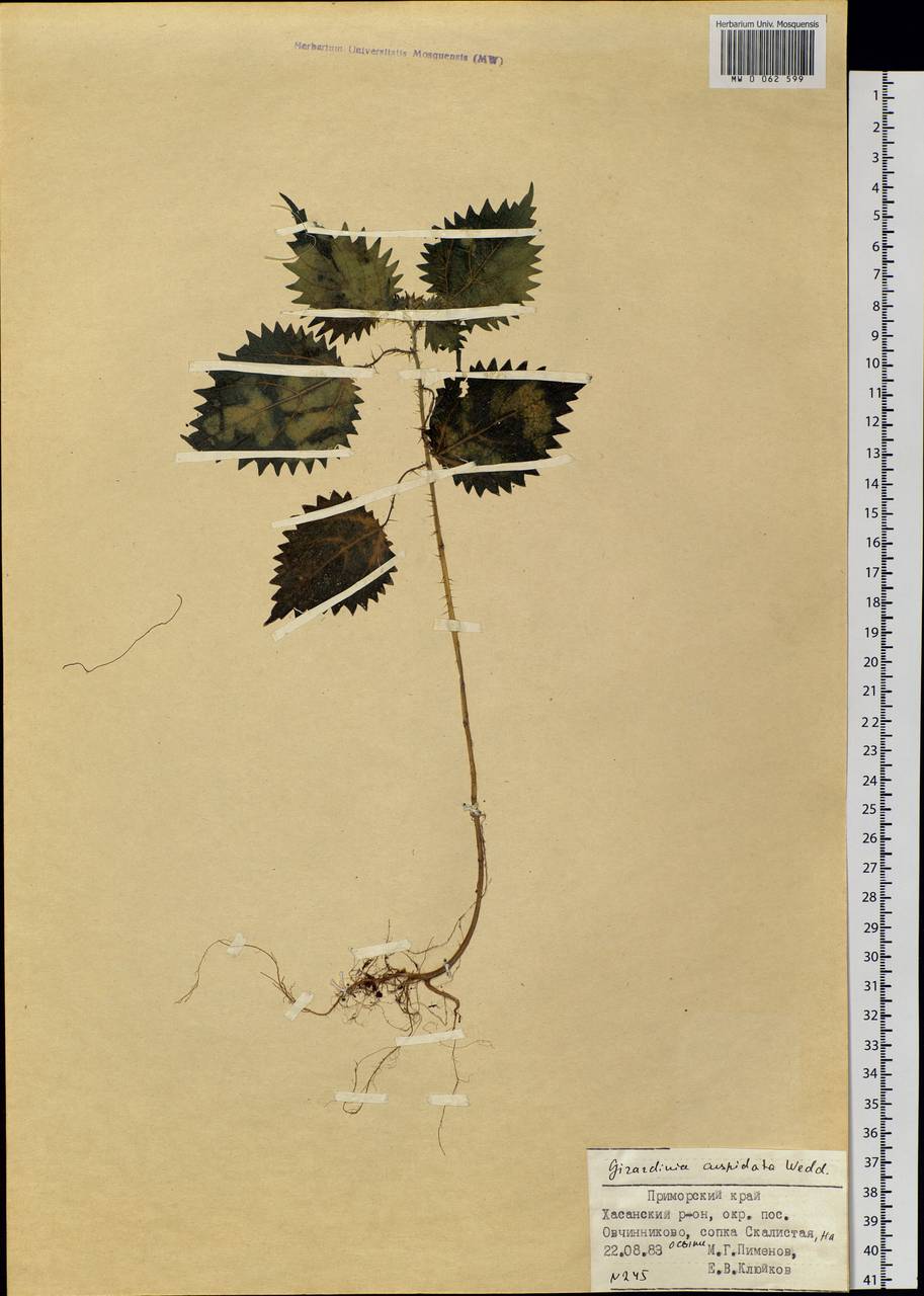 Girardinia diversifolia subsp. suborbiculata (C. J. Chen) C. J. Chen & Friis, Siberia, Russian Far East (S6) (Russia)