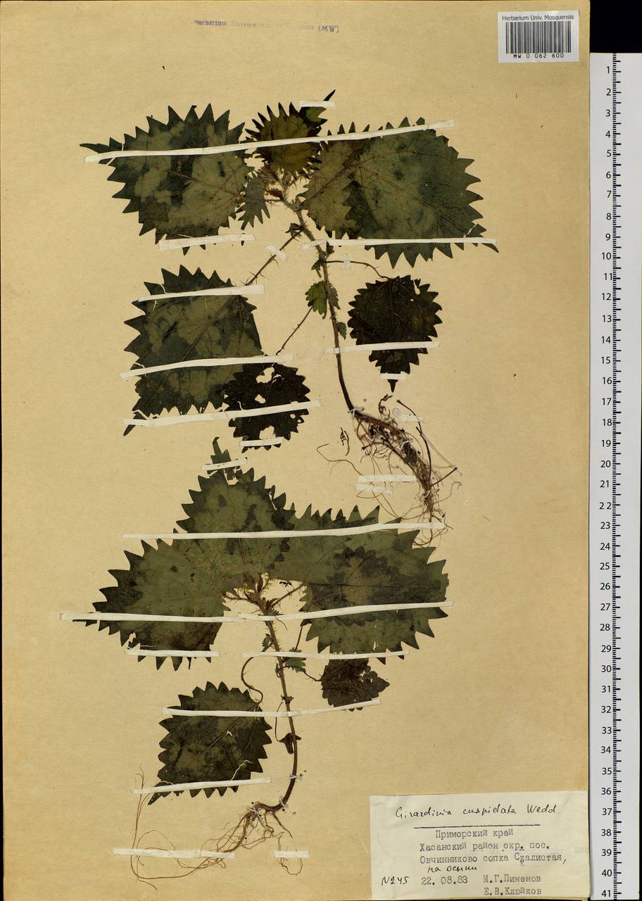 Girardinia diversifolia subsp. suborbiculata (C. J. Chen) C. J. Chen & Friis, Siberia, Russian Far East (S6) (Russia)