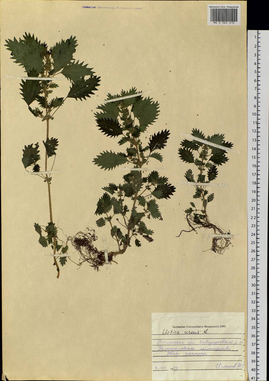 Urtica urens L., Siberia, Western Siberia (S1) (Russia)