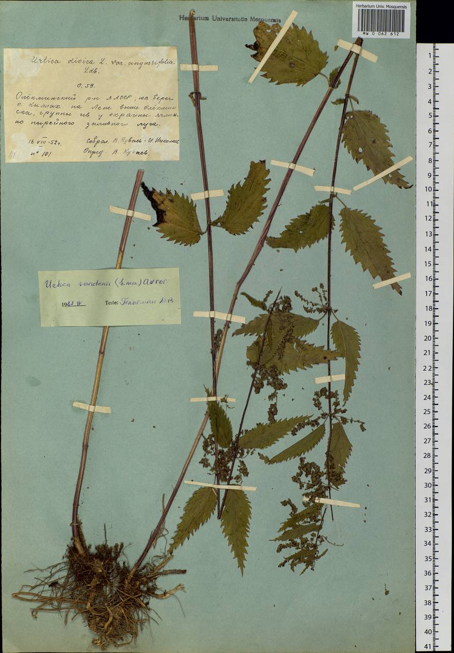 Urtica dioica subsp. sondenii (Simmons) Hyl., Siberia, Yakutia (S5) (Russia)