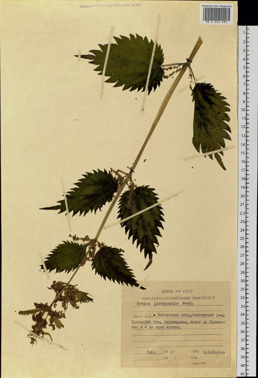 Urtica platyphylla Wedd., Siberia, Chukotka & Kamchatka (S7) (Russia)