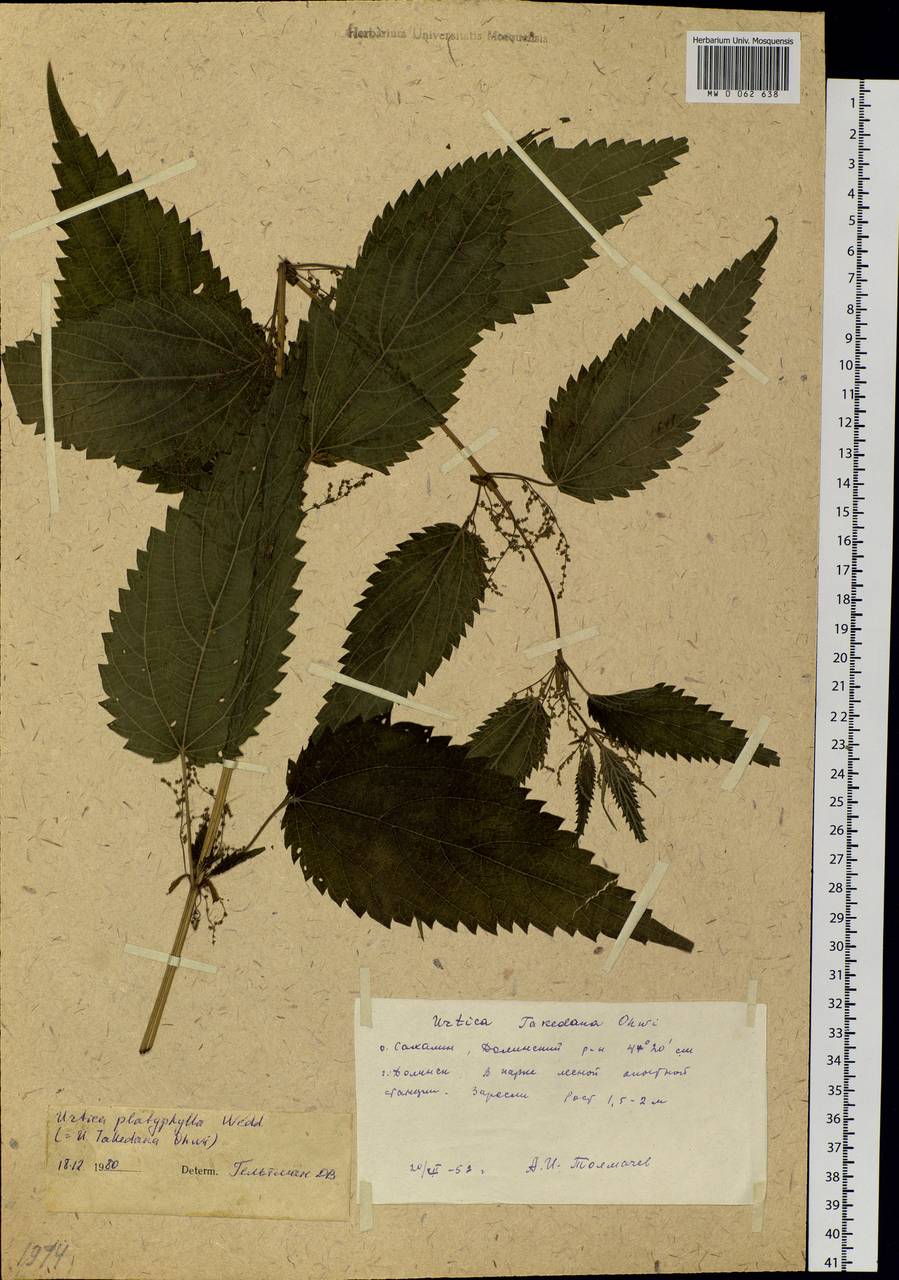 Urtica platyphylla Wedd., Siberia, Russian Far East (S6) (Russia)