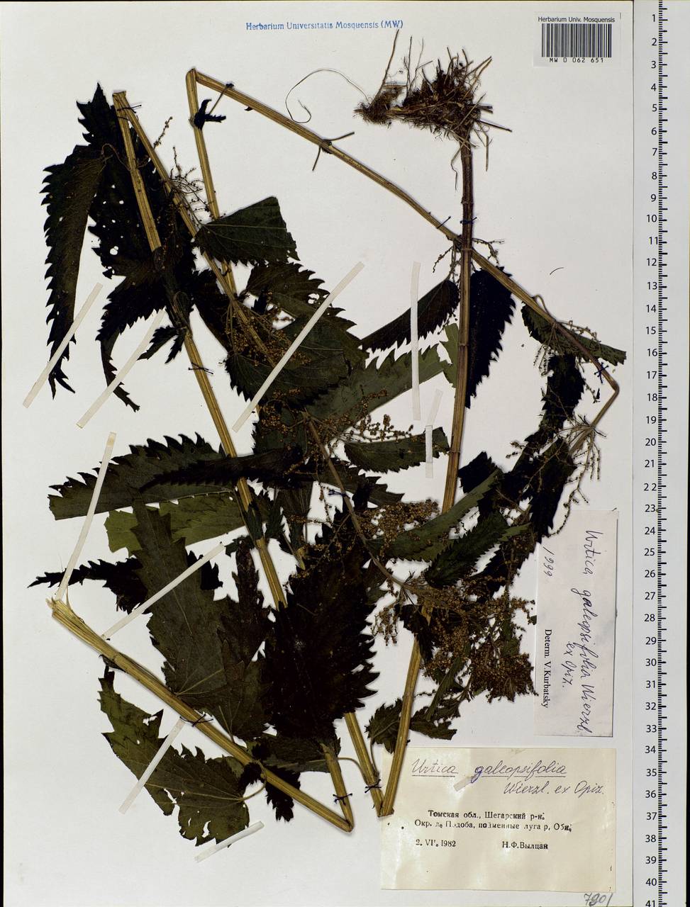 Urtica dioica subsp. pubescens (Ledeb.) Domin, Siberia, Western Siberia (S1) (Russia)