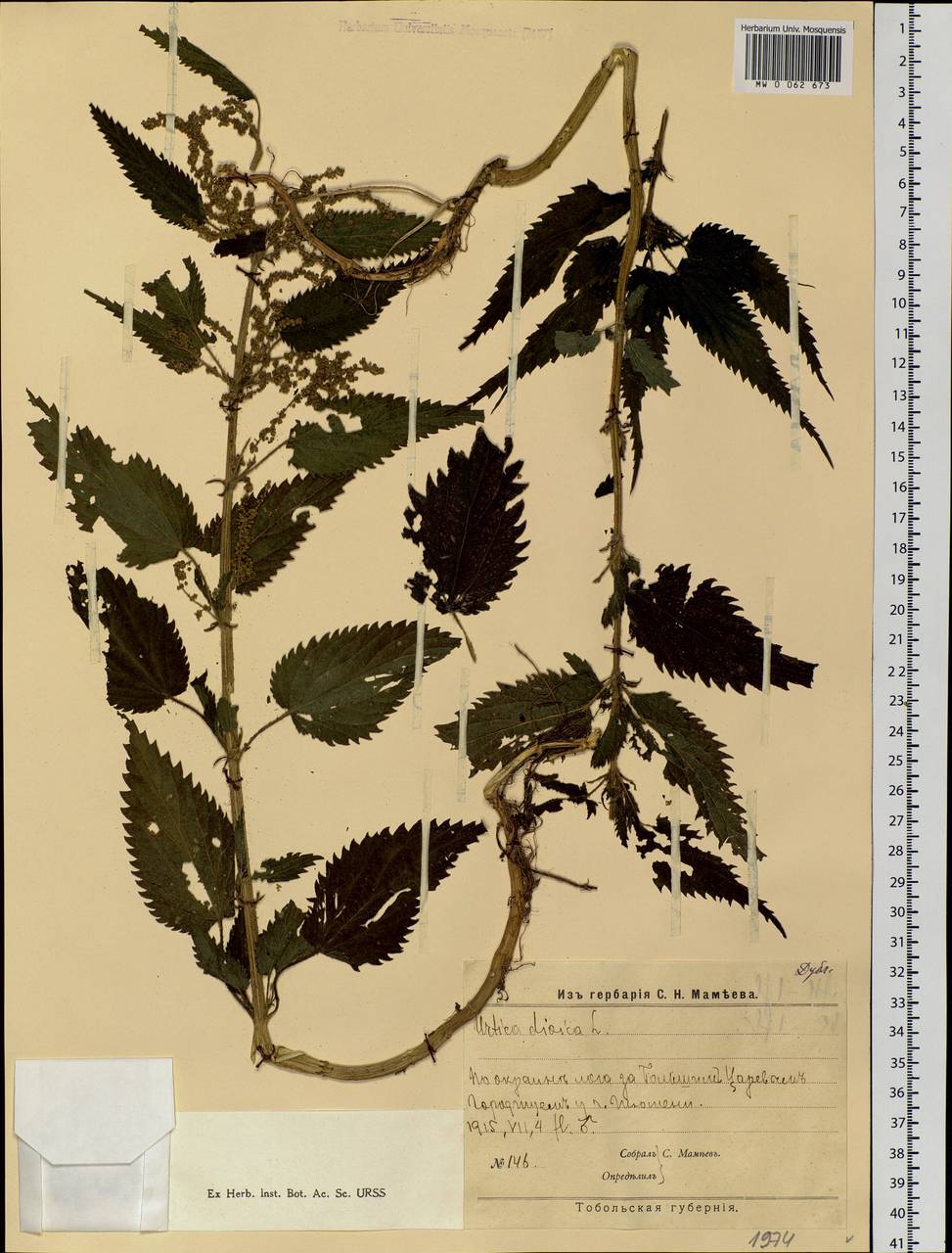 Urtica dioica L., Siberia, Western Siberia (S1) (Russia)