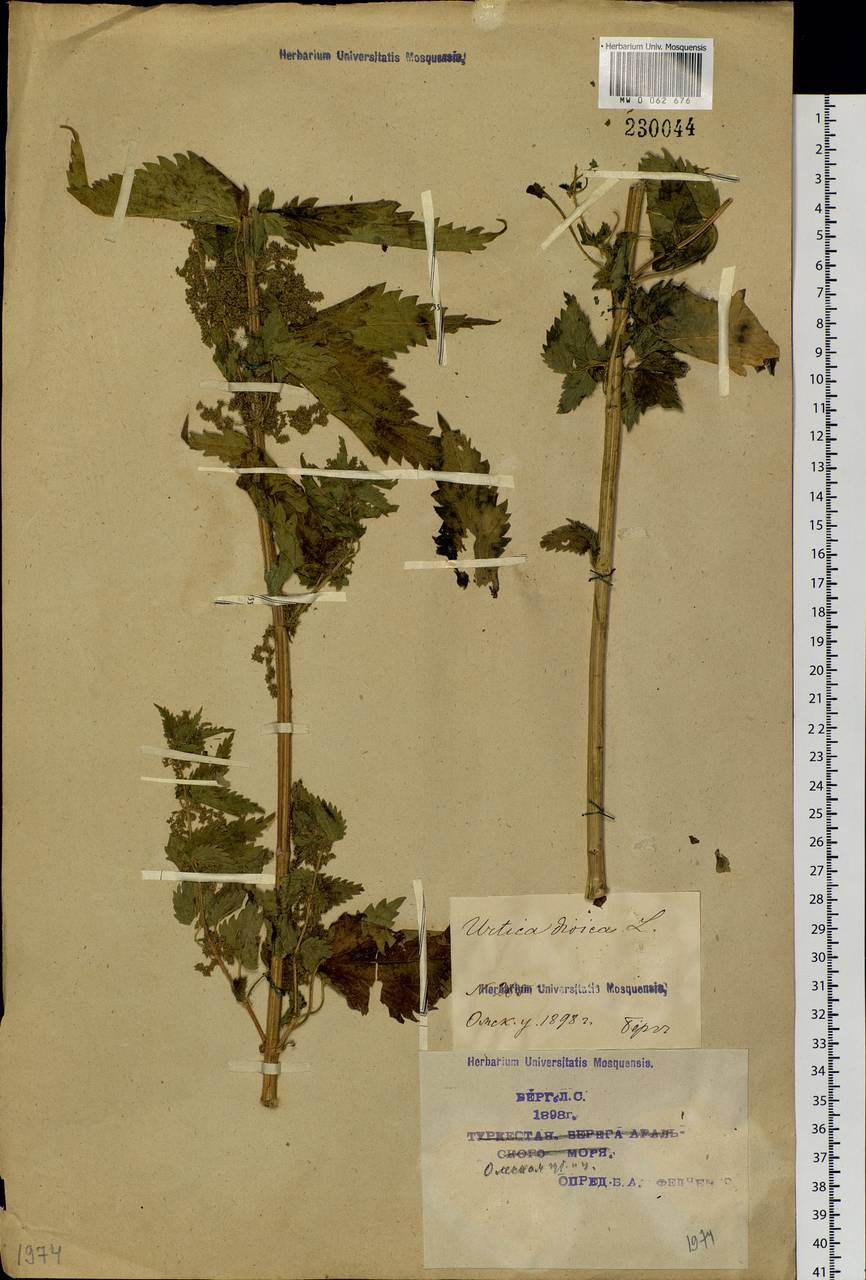 Urtica dioica L., Siberia, Western Siberia (S1) (Russia)