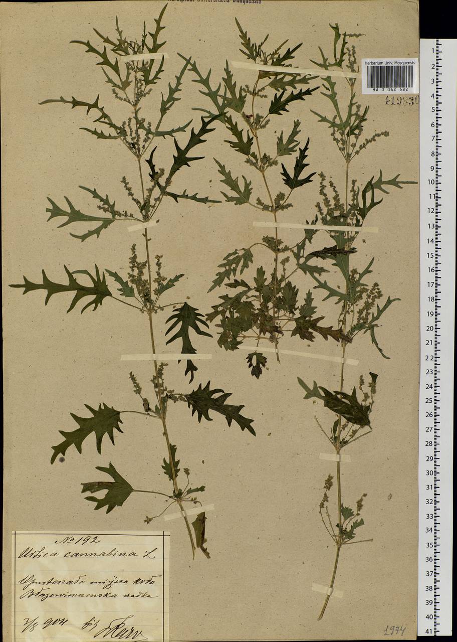 Urtica cannabina L., Siberia, Russian Far East (S6) (Russia)