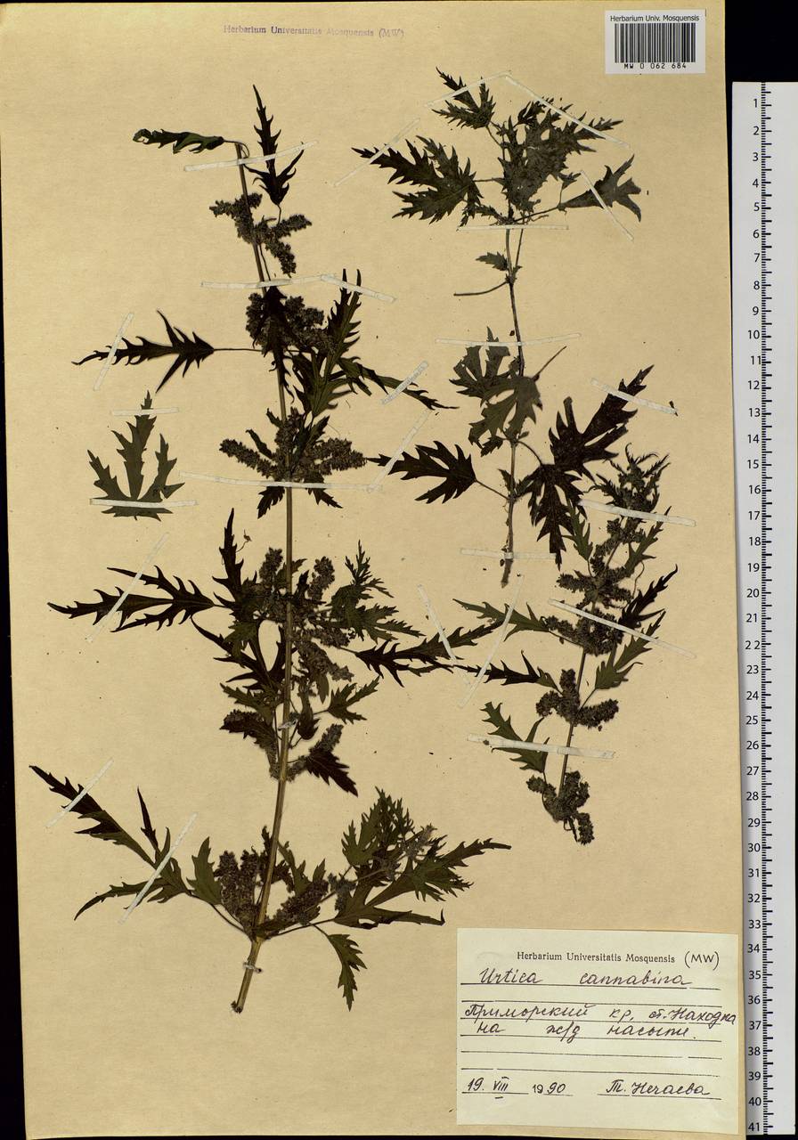 Urtica cannabina L., Siberia, Russian Far East (S6) (Russia)