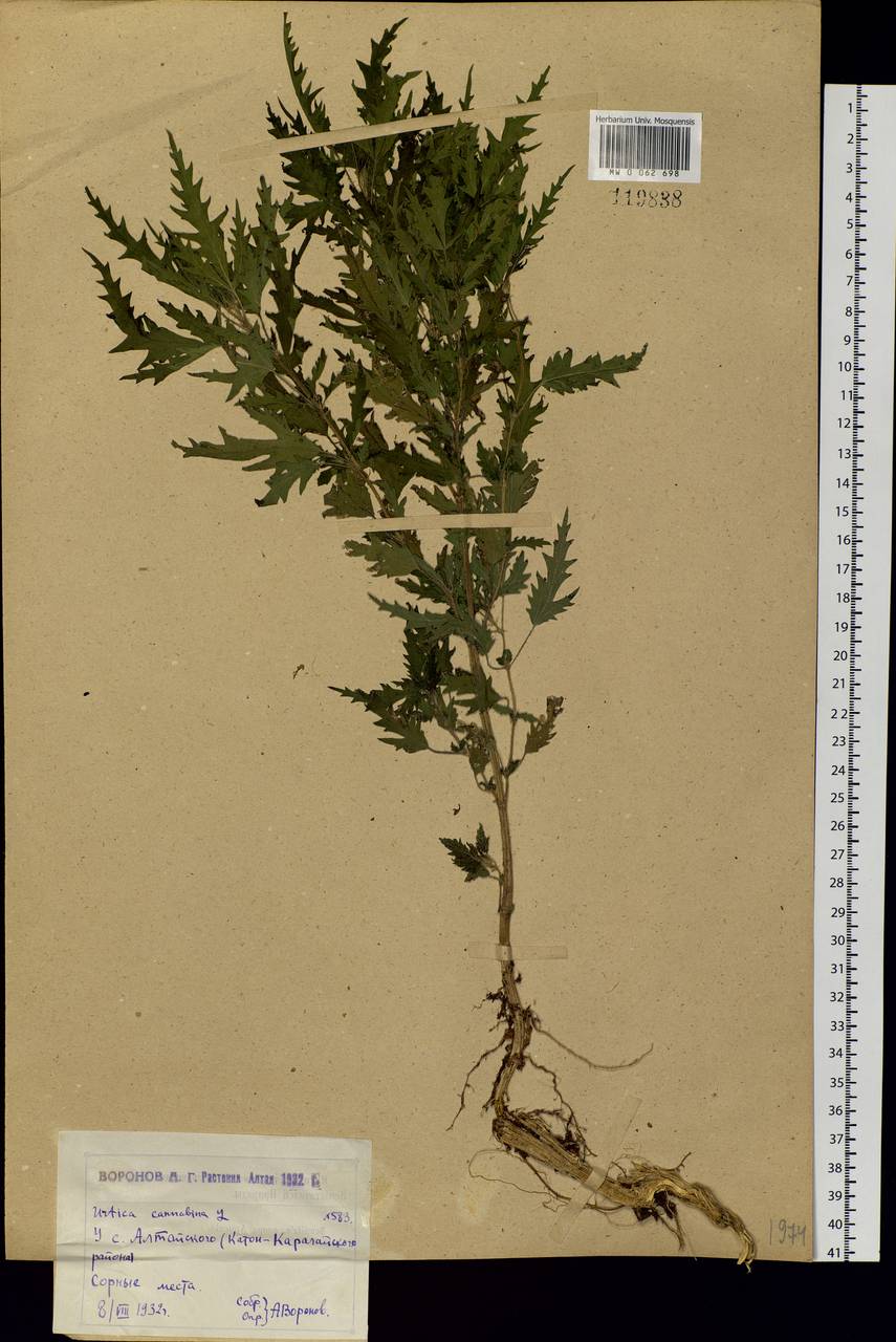 Urtica cannabina L., Siberia, Western (Kazakhstan) Altai Mountains (S2a) (Kazakhstan)