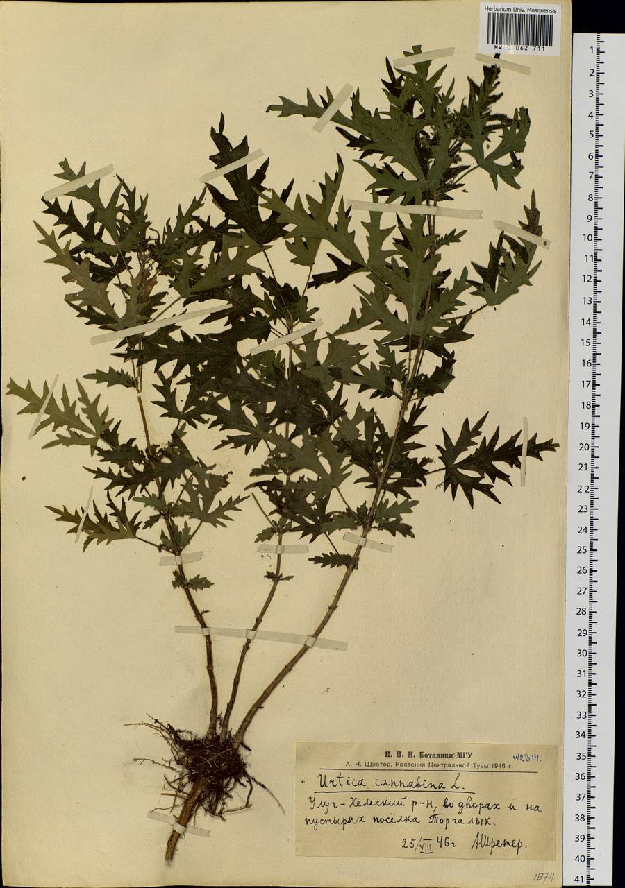 Urtica cannabina L., Siberia, Altai & Sayany Mountains (S2) (Russia)