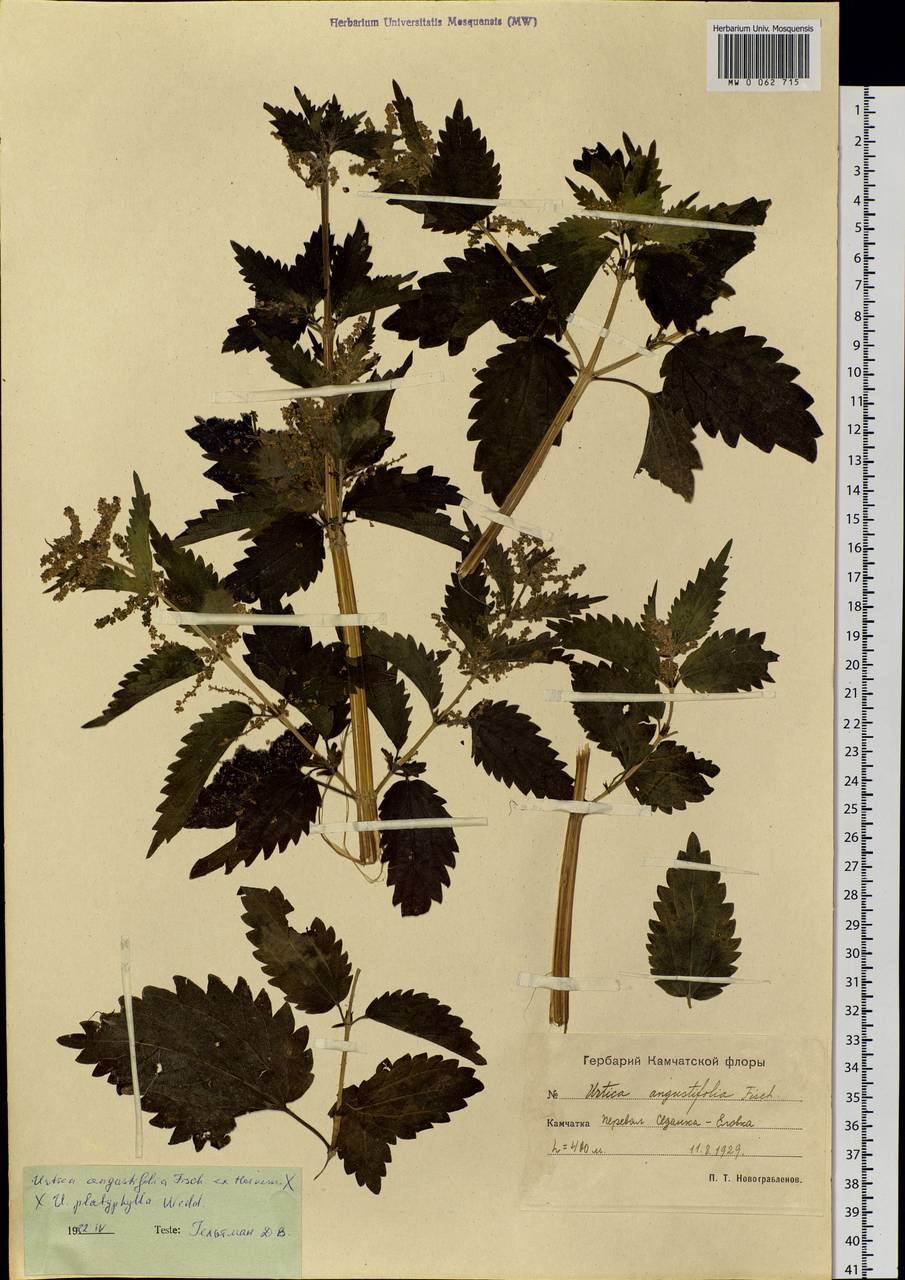 Urtica dioica var. holosericea Fr., Siberia, Chukotka & Kamchatka (S7) (Russia)