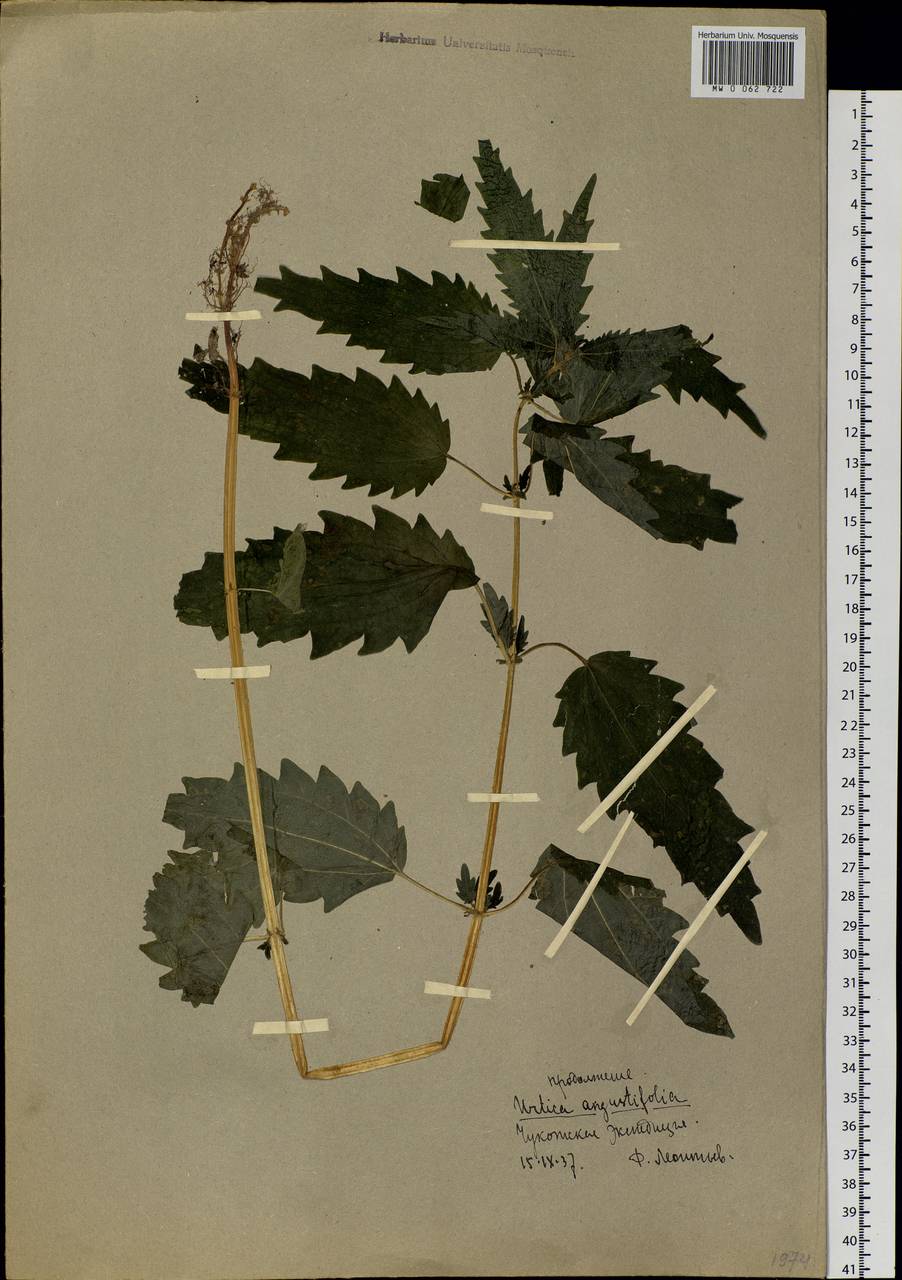 Urtica dioica var. holosericea Fr., Siberia, Chukotka & Kamchatka (S7) (Russia)