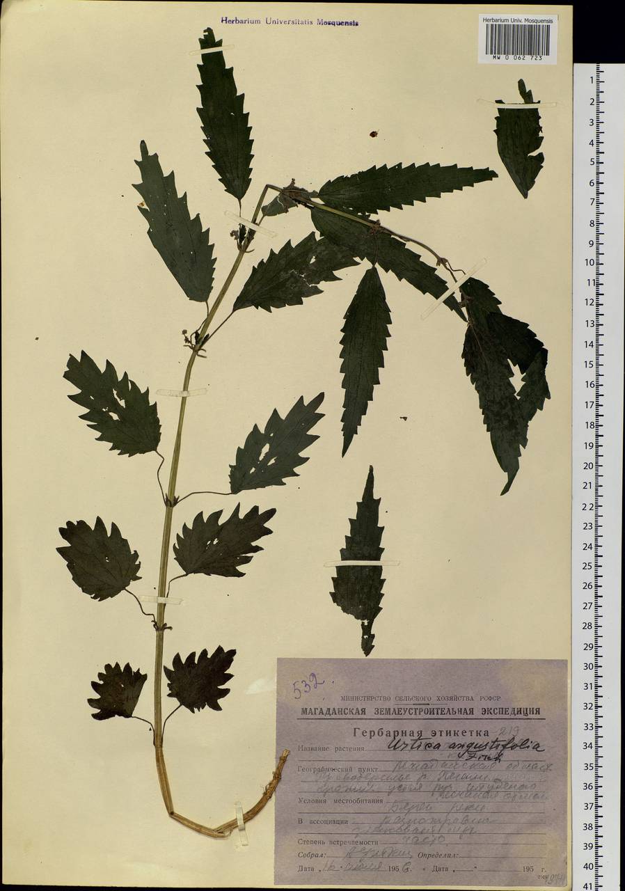Urtica dioica var. holosericea Fr., Siberia, Chukotka & Kamchatka (S7) (Russia)