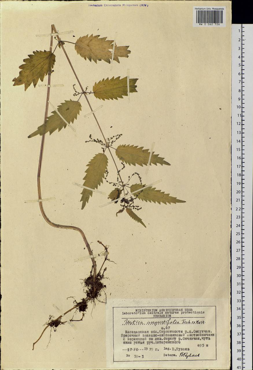 Urtica dioica var. holosericea Fr., Siberia, Chukotka & Kamchatka (S7) (Russia)