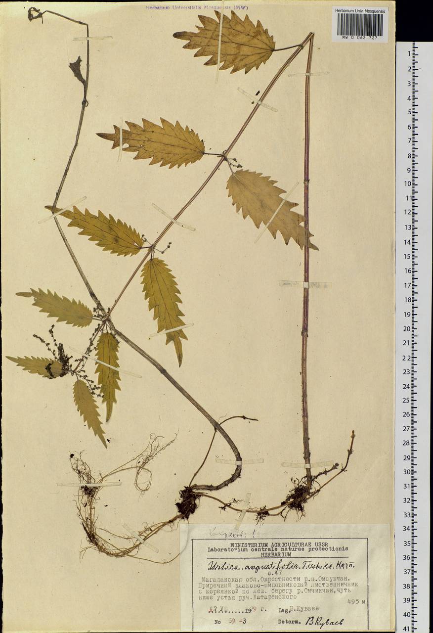Urtica dioica var. holosericea Fr., Siberia, Chukotka & Kamchatka (S7) (Russia)