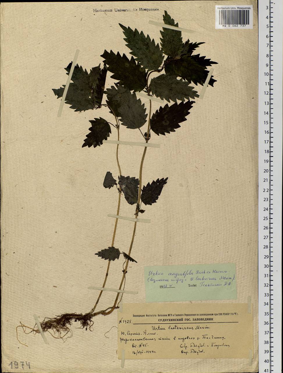 Urtica dioica var. holosericea Fr., Siberia, Russian Far East (S6) (Russia)
