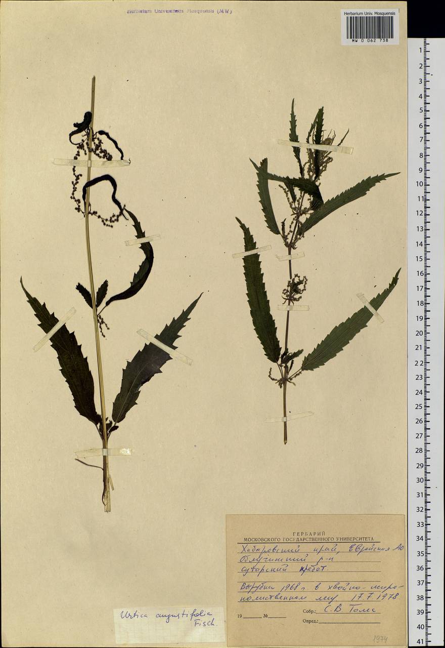 Urtica dioica var. holosericea Fr., Siberia, Russian Far East (S6) (Russia)