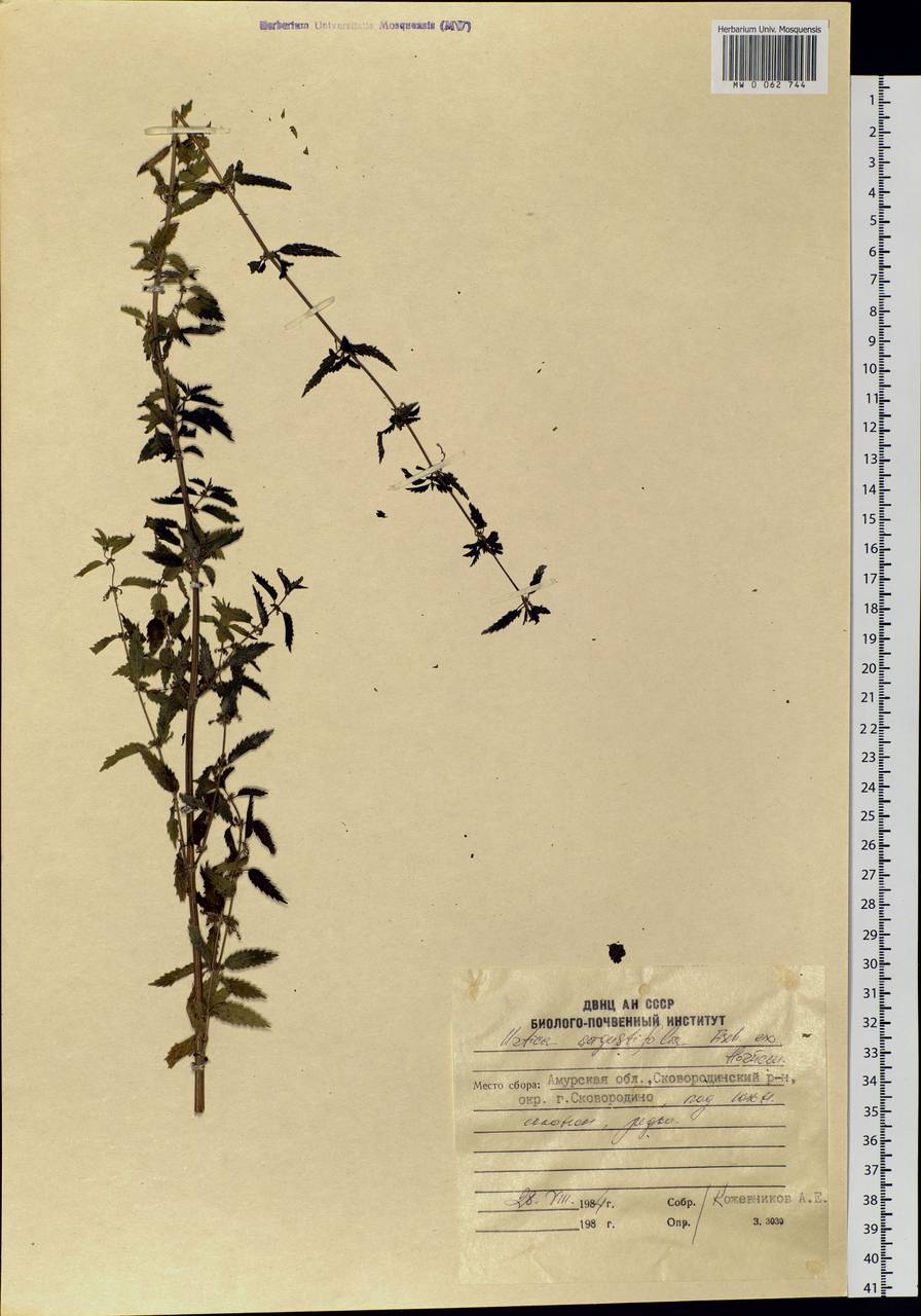 Urtica dioica var. holosericea Fr., Siberia, Russian Far East (S6) (Russia)