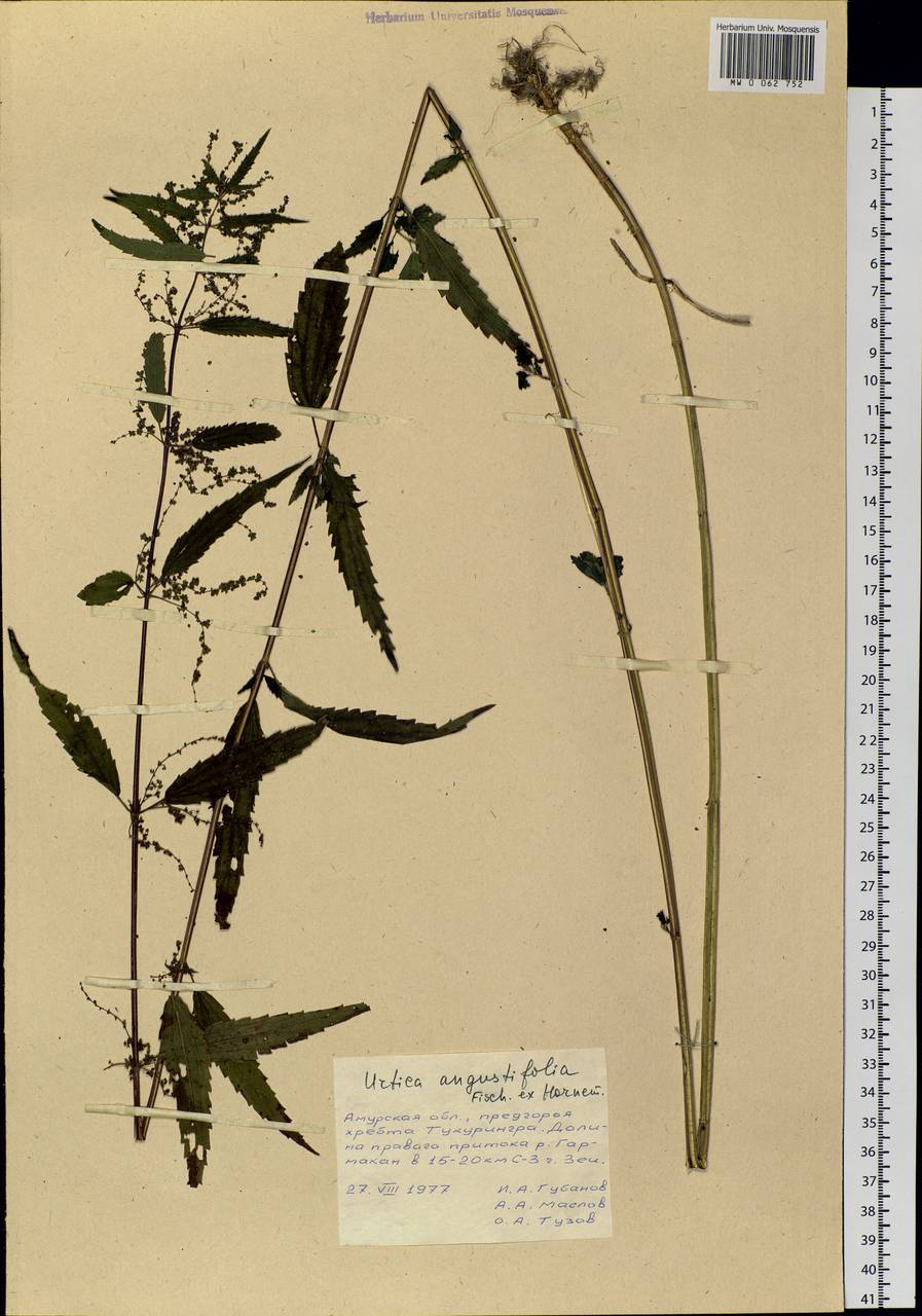 Urtica dioica var. holosericea Fr., Siberia, Russian Far East (S6) (Russia)