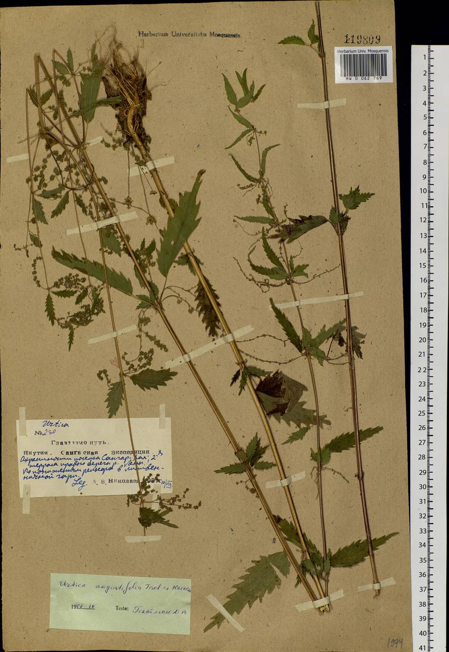 Urtica dioica var. holosericea Fr., Siberia, Yakutia (S5) (Russia)