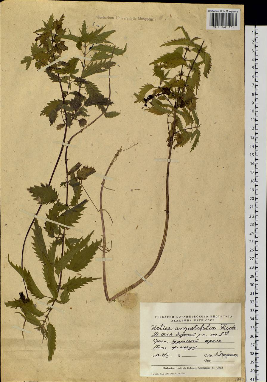 Urtica dioica var. holosericea Fr., Siberia, Yakutia (S5) (Russia)