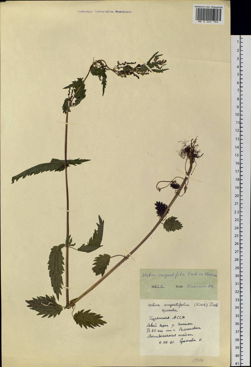 Urtica dioica var. holosericea Fr., Siberia, Baikal & Transbaikal region (S4) (Russia)