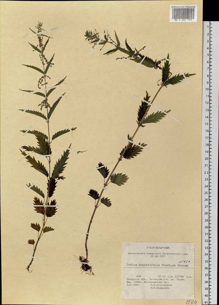 Urtica dioica var. holosericea Fr., Siberia, Baikal & Transbaikal region (S4) (Russia)
