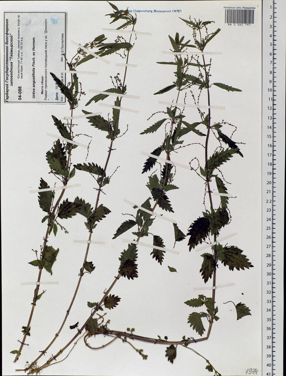 Urtica dioica var. holosericea Fr., Siberia, Central Siberia (S3) (Russia)