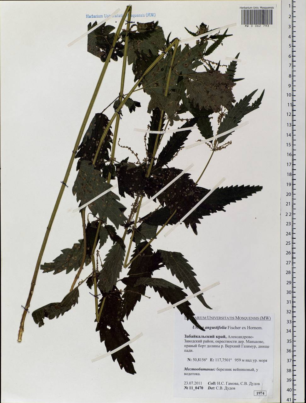 Urtica dioica var. holosericea Fr., Siberia, Baikal & Transbaikal region (S4) (Russia)