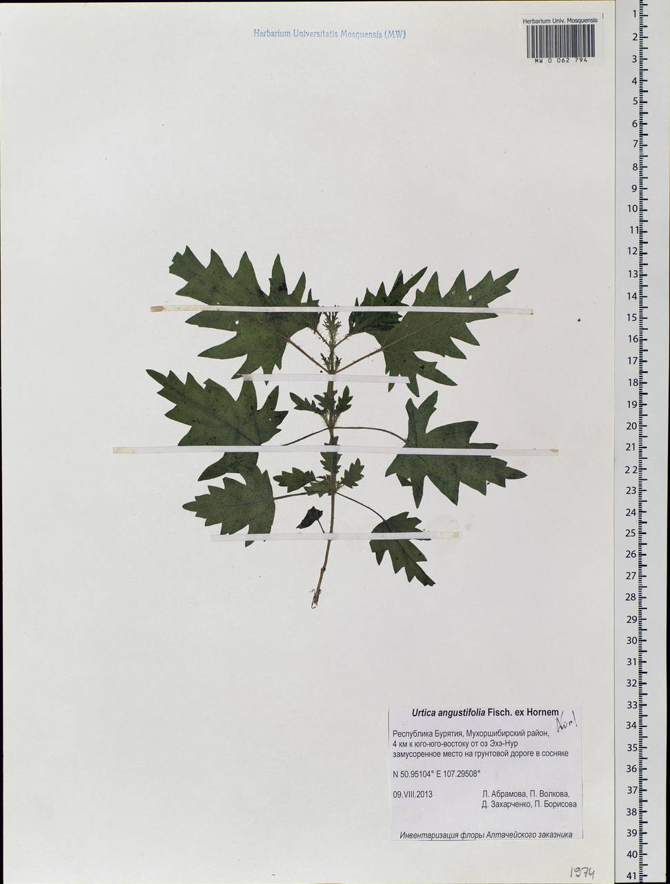 Urtica dioica var. holosericea Fr., Siberia, Baikal & Transbaikal region (S4) (Russia)