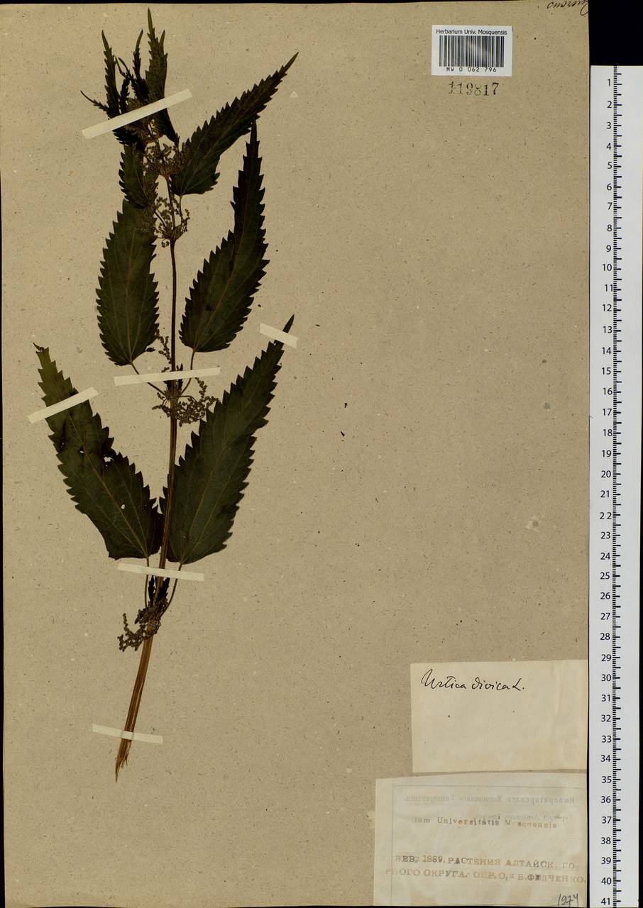Urtica dioica var. holosericea Fr., Siberia, Altai & Sayany Mountains (S2) (Russia)