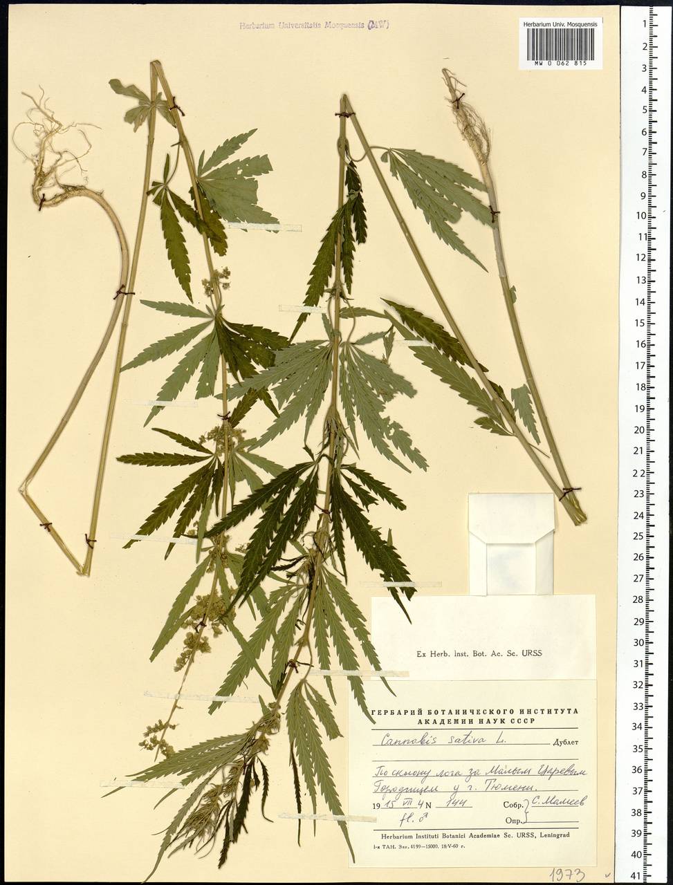 Cannabis sativa L., Siberia, Western Siberia (S1) (Russia)