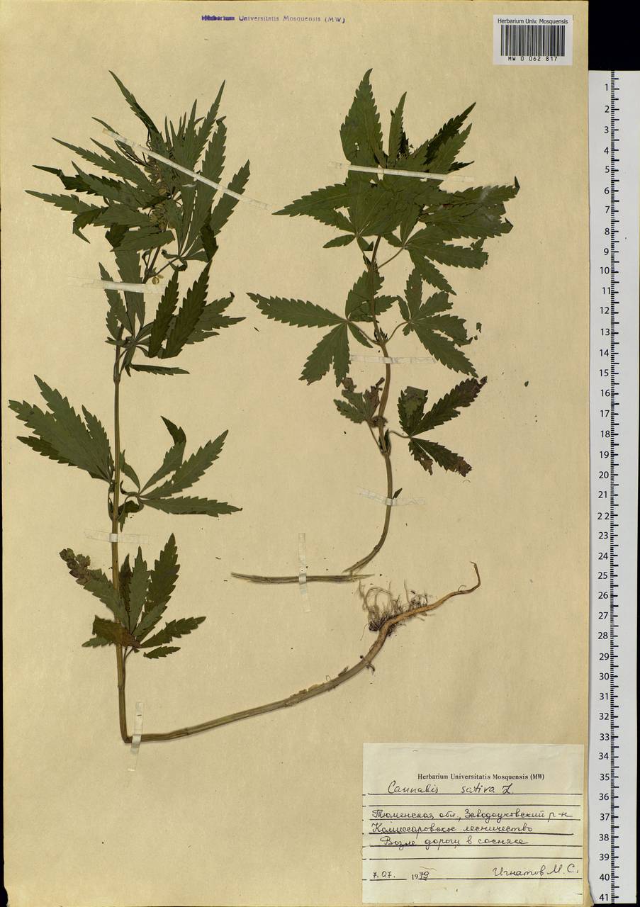 Cannabis sativa L., Siberia, Western Siberia (S1) (Russia)