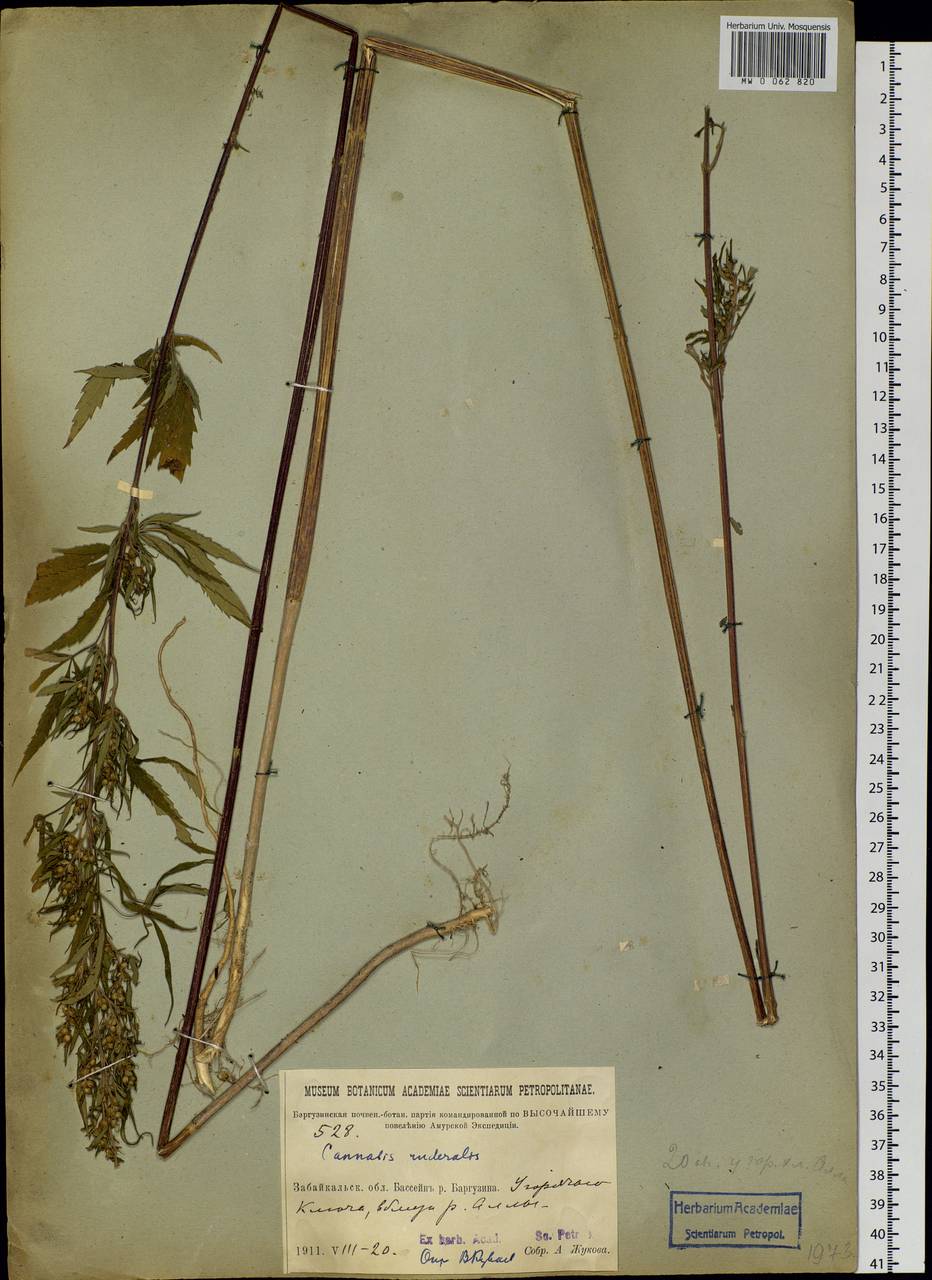 Cannabis sativa var. ruderalis (Janisch.) S. Z. Liou, Siberia, Baikal & Transbaikal region (S4) (Russia)