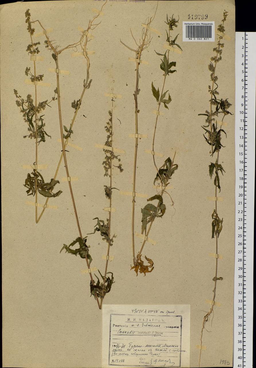 Cannabis sativa var. ruderalis (Janisch.) S.Z. Liou, Siberia, Baikal & Transbaikal region (S4) (Russia)