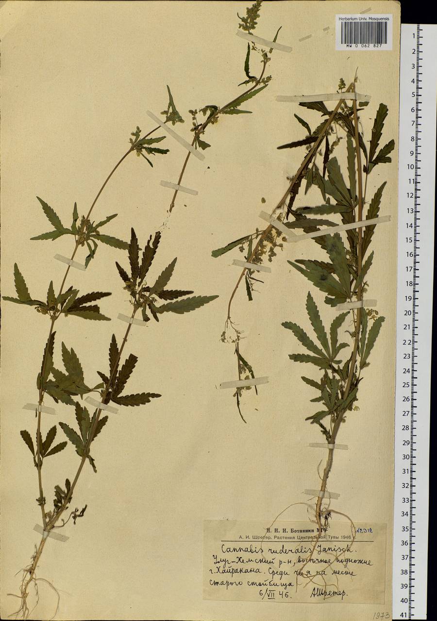 Cannabis sativa var. ruderalis (Janisch.) S.Z. Liou, Siberia, Altai & Sayany Mountains (S2) (Russia)