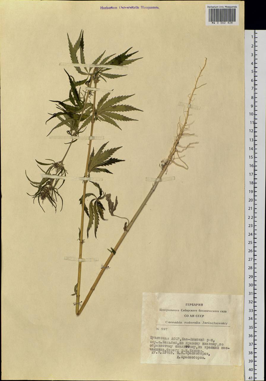 Cannabis sativa var. ruderalis (Janisch.) S.Z. Liou, Siberia, Altai & Sayany Mountains (S2) (Russia)