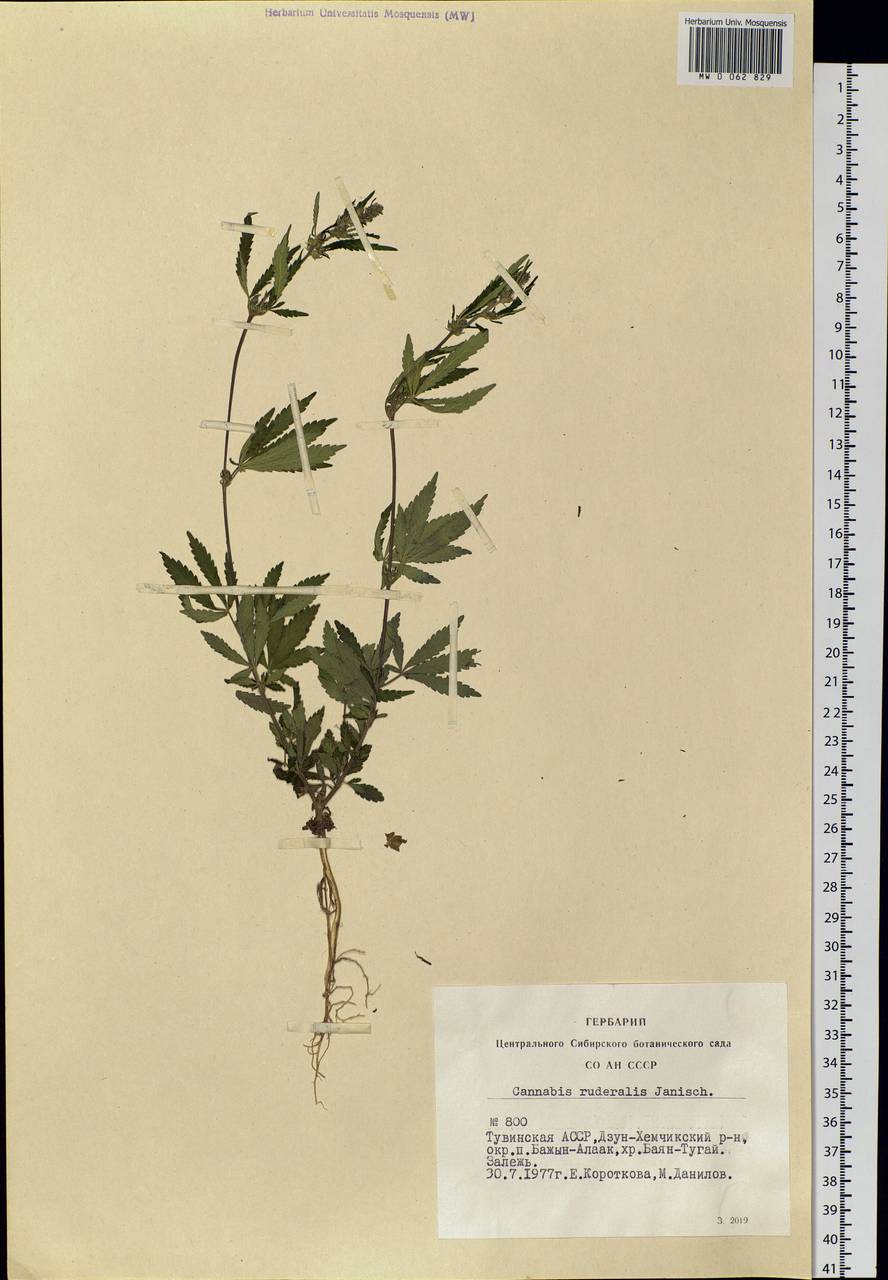 Cannabis sativa var. ruderalis (Janisch.) S.Z. Liou, Siberia, Altai & Sayany Mountains (S2) (Russia)