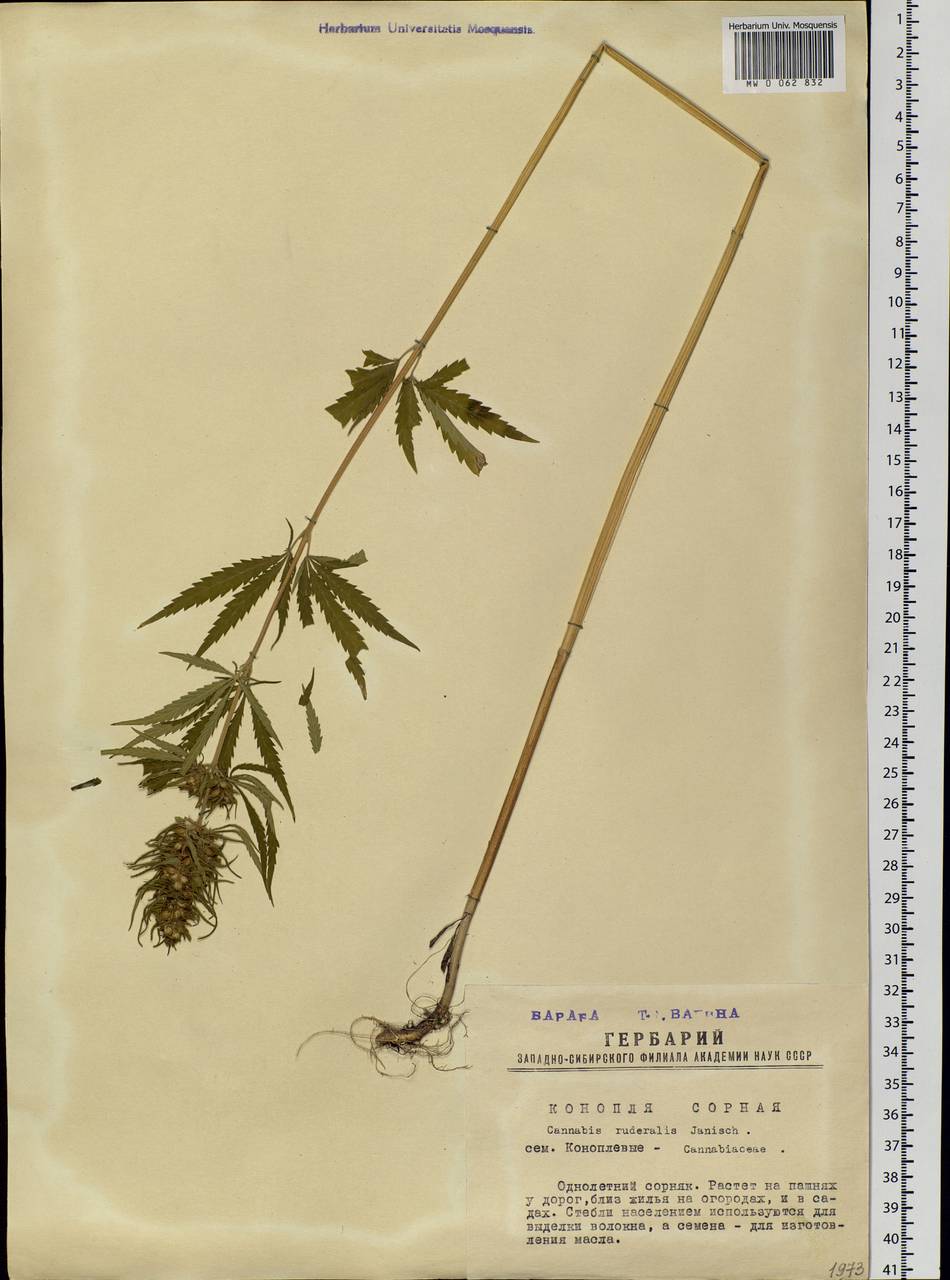 Cannabis sativa var. ruderalis (Janisch.) S. Z. Liou, Siberia, Western Siberia (S1) (Russia)