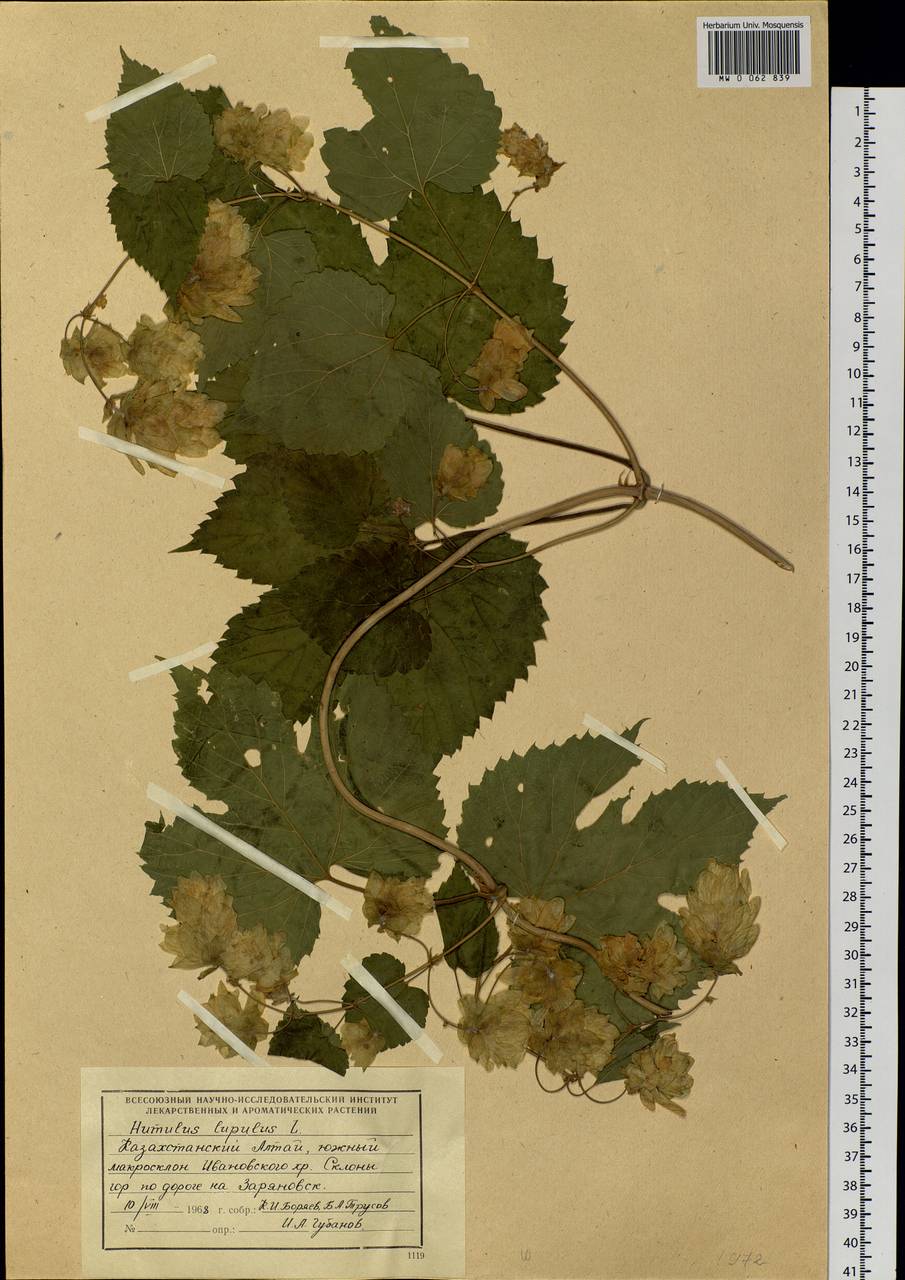 Humulus lupulus L., Siberia, Western (Kazakhstan) Altai Mountains (S2a) (Kazakhstan)