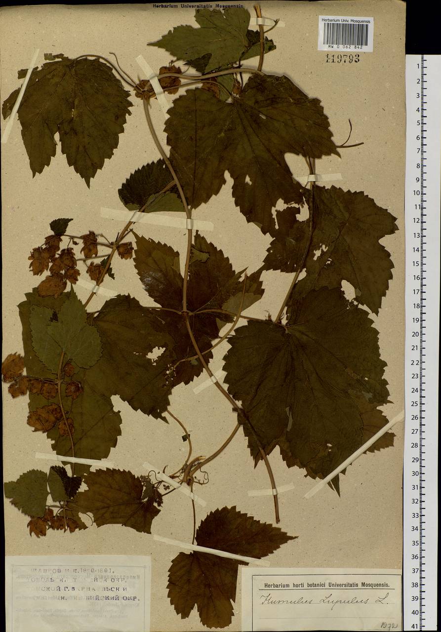 Humulus lupulus L., Siberia (no precise locality) (S0) (Russia)